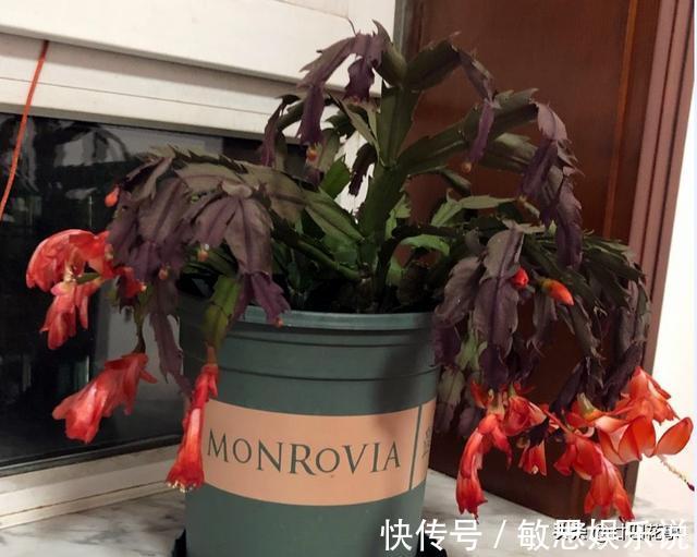 根源|蟹爪兰叶子软塌,难复花,“根源”在这里,解决后重新饱满猛开花