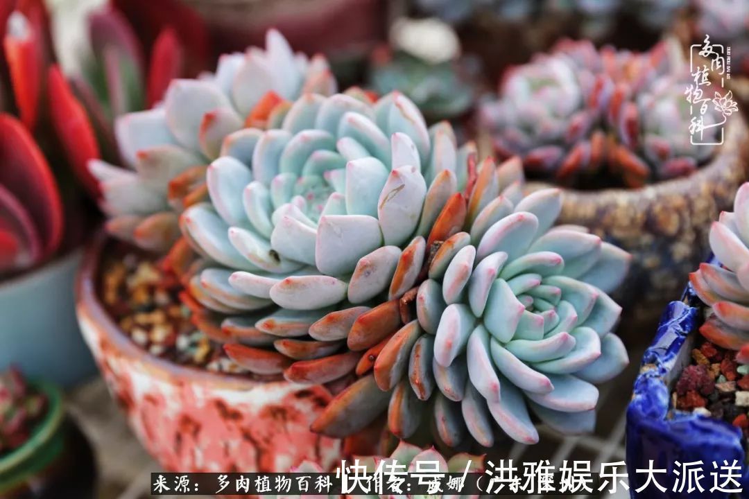 橙梦露|笼子里露养的多肉，越养越美！有多肉的日子伴着小确幸！