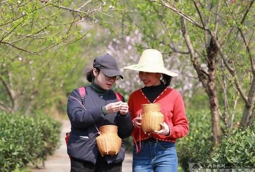 中年|广西柳城县：农旅融合发展 助力乡村振兴