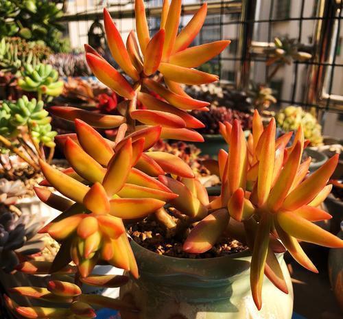 5种黄色系多肉,长出状态美极了,谁见了都夸美,值得拥有!