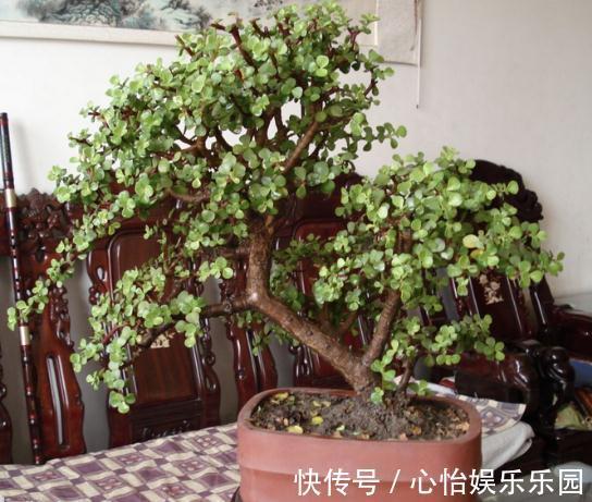 金枝玉叶|株型精致易培养成老桩，学会这4点，自己在家扦插“金枝玉叶”