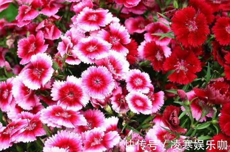 开花最香的4种花,家里养一盆,满屋飘香,越过越富裕有钱