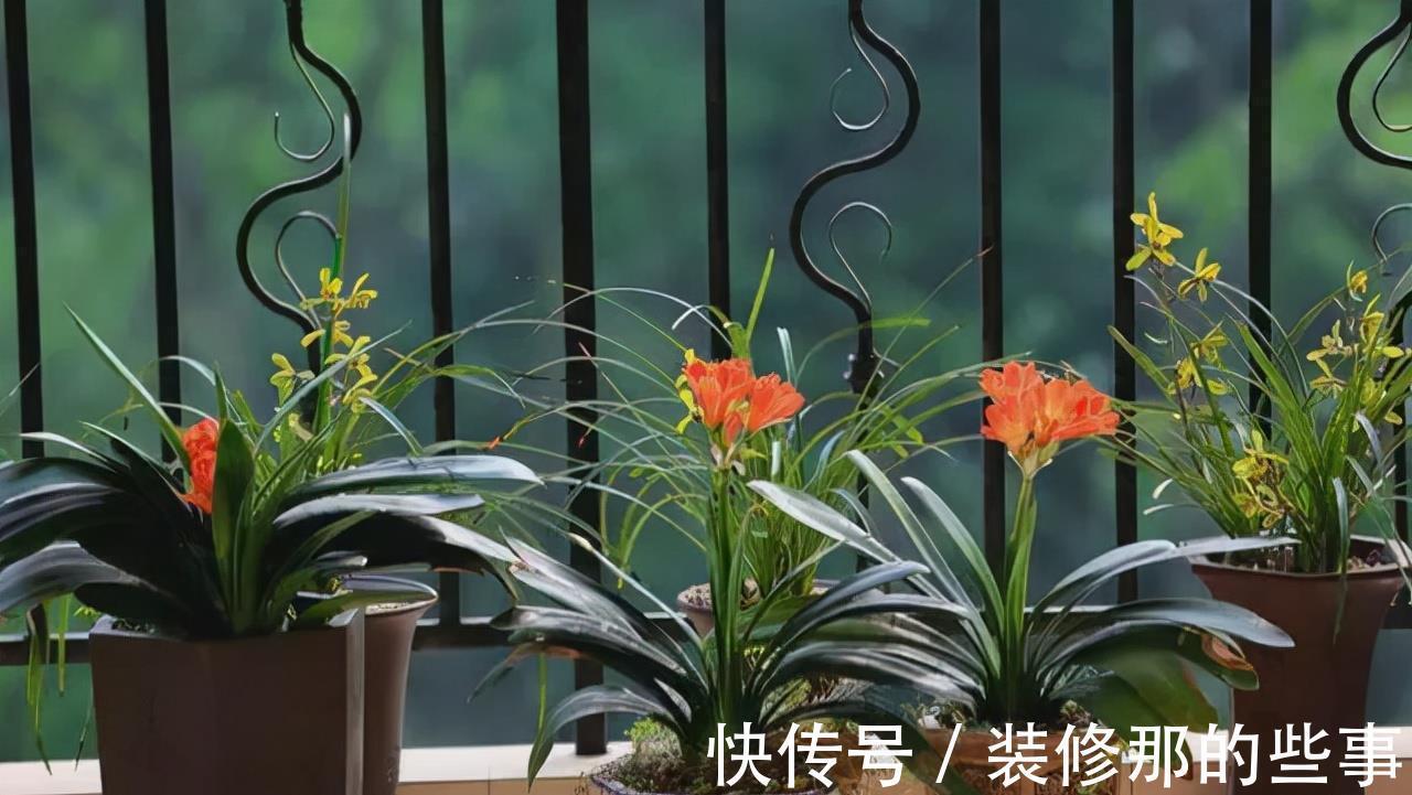 吉祥|适合家里养的“健康花”，干净健康，还吉祥，格调高雅有品味