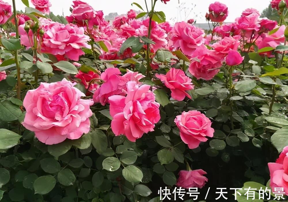 风雨兰|3种漂亮花,夏天也别搬进屋,多晒晒多淋雨,长势旺开花美