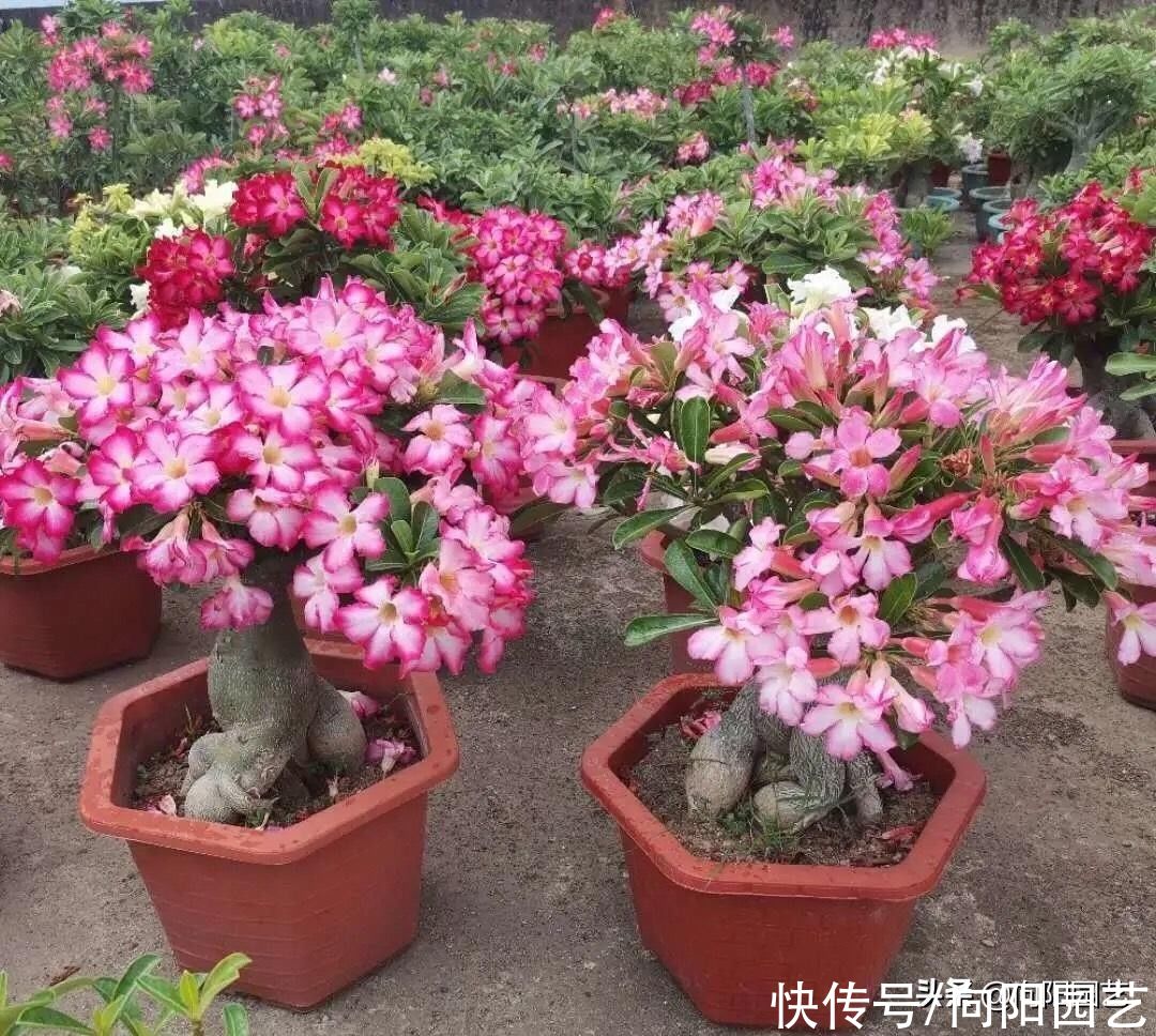 沙漠玫瑰|买了棵沙漠玫瑰,忘在了角落,2个月过去了,栽到盆里就发根