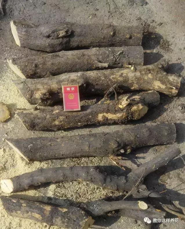 1种果树剪根枝，插土里就活，当年就能挂果，压弯枝！