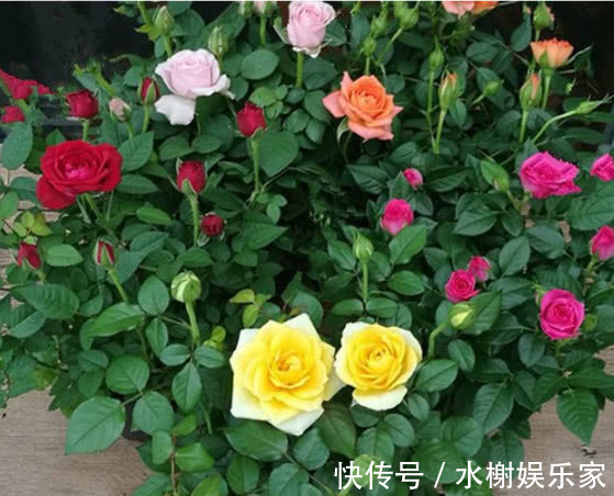 草木灰|虫子比花长得都快学会1个小方法，虫子不再有，叶子油绿长得旺