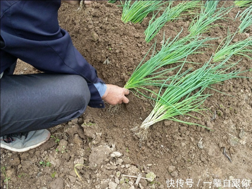 长长的|教你几招,种出来的香葱,葱白长长的
