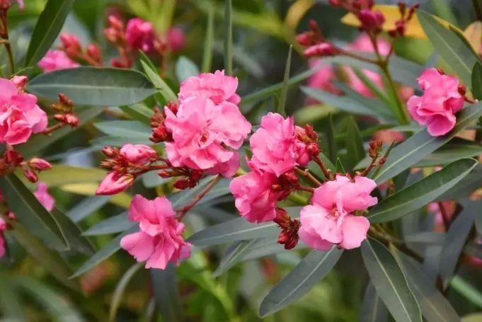 皮肤瘙痒|此款花卉,好养易爆盆,春夏开花,花开十分美丽