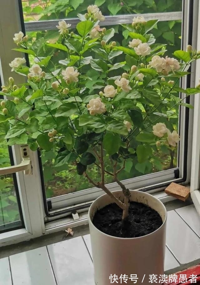 休眠期|大冷天养茉莉,学会“偷懒”,开春后,花骨朵叽里咕噜往外冒