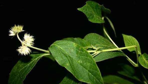 活血化瘀|一味能“引血下行”的良药，可活血瘀、强筋骨、益肝肾