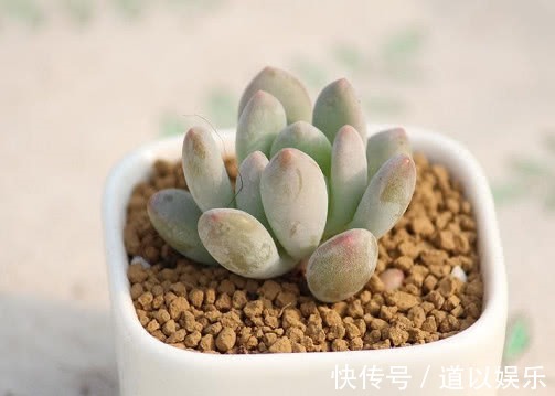 叶插|多肉灯美人如何叶插,教你3个小步骤,叶插灯美人快速生根更旺盛