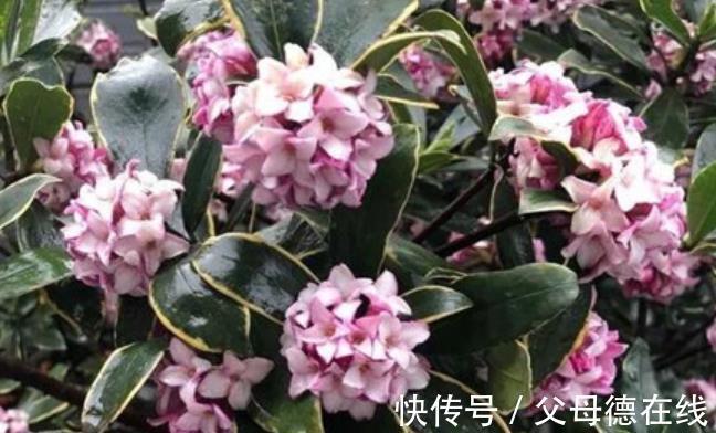 适合冬天的8种花,养护简单又省心,香味浓郁花还美,值得拥有