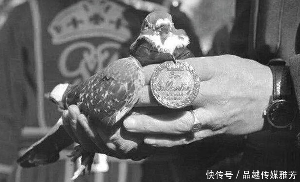 血淋淋|抗战时,战场上发现这一种动物一定要击毙,这是血淋淋教训换来的