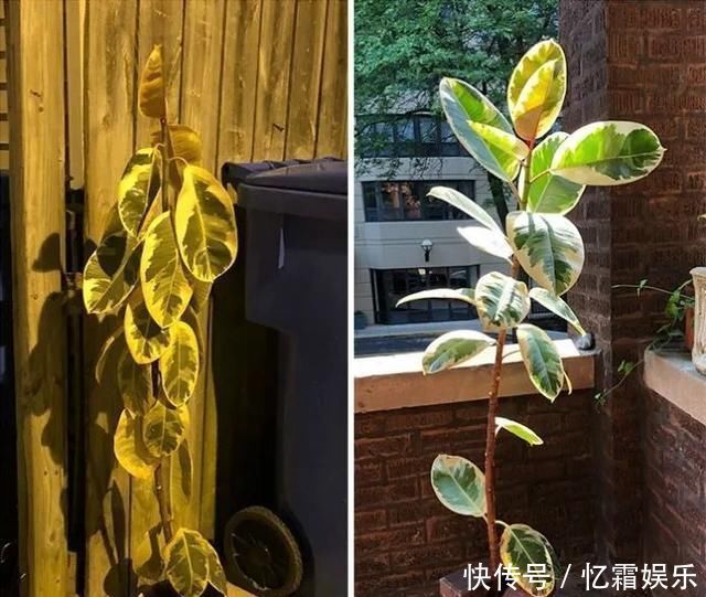 快枯死的绿植在大神手下起死回生,对比图超治愈又励志哇