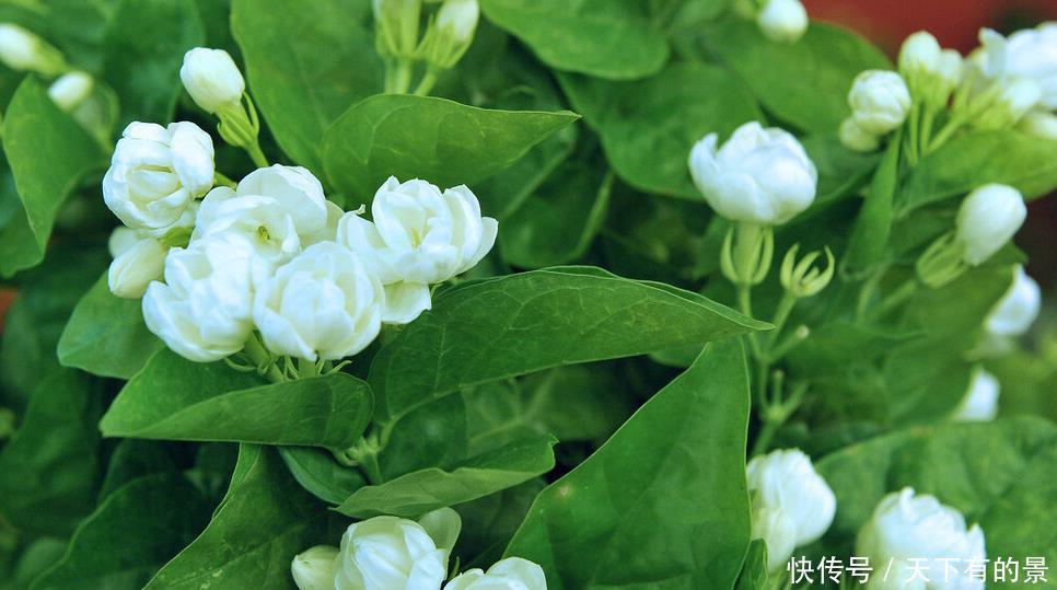 这6种植物是生活的好帮手,家里养一盆,好看好养还可备不时之需