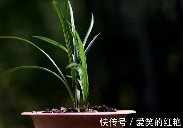 兰苗|兰花弱苗复壮,仅仅是施肥吗?主要的技巧有这几点