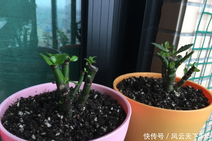 5月养长寿花,做好2件事,12月枝头满花苞,2年变老桩