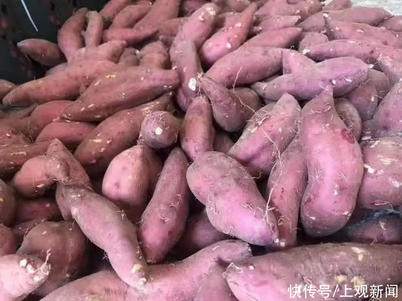  金山|金山人，这个冬天，冰淇淋与烤红薯可兼得