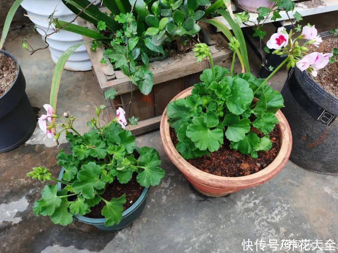 蟹爪兰|立秋后，7种花要“苏醒”，可以放手养了