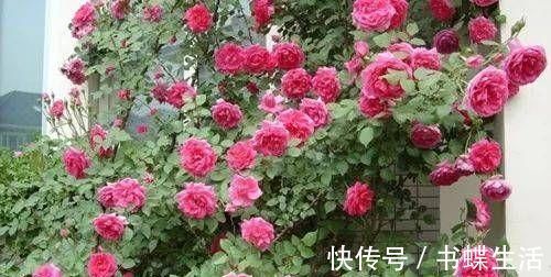 层叠群花|给月季喂点大补肥,15天冒出一圈笋芽,开出层叠群花!