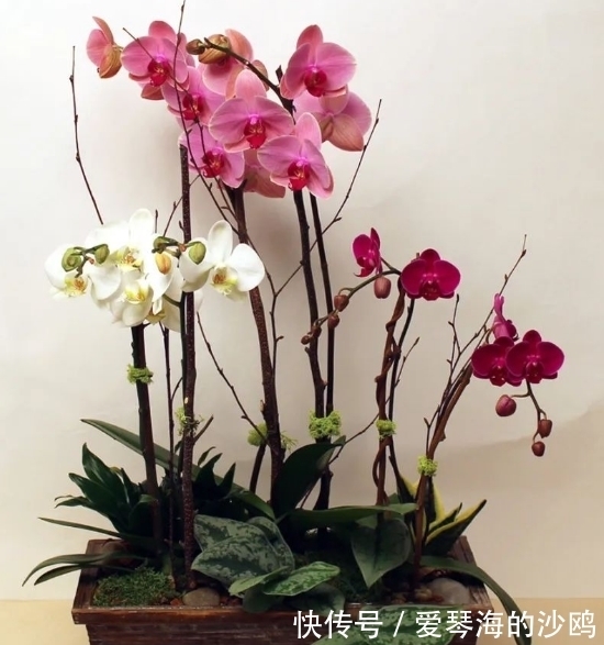 接近年关,养花就选这3样年宵花,每1种至少开花3个月