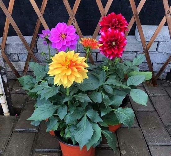 初冬|立秋后,这2种档次花,摆在家里观赏性强,一直开花到初冬