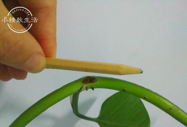 绿萝可别这样养，否则只能上墙，枝条比铅笔粗，不好打理
