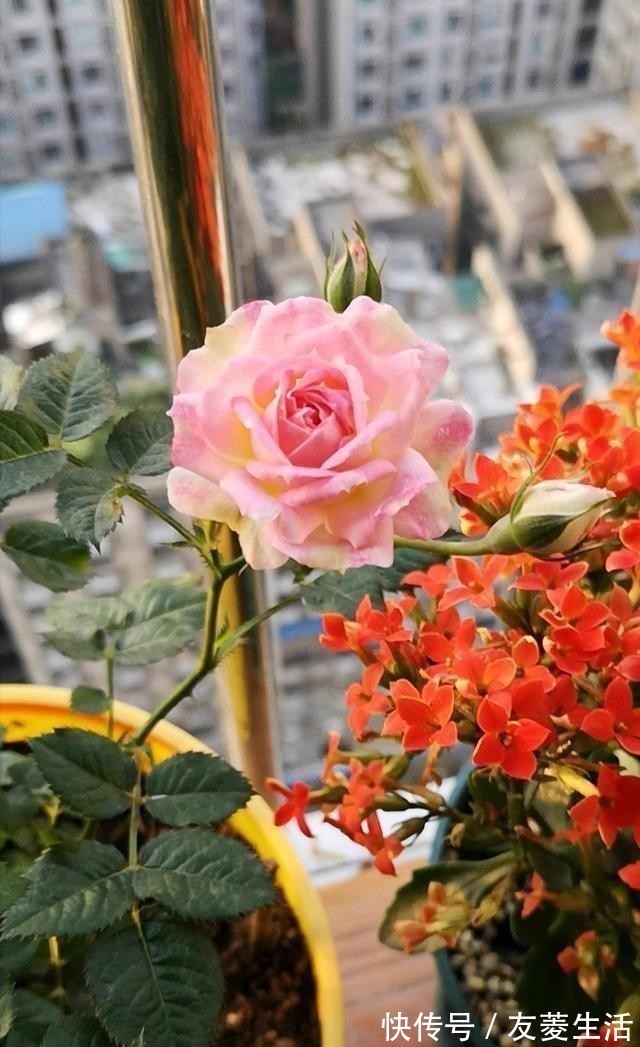 月季花|此花,美过玫瑰,艳过牡丹,四季开花花期长,比养兰花强多了!