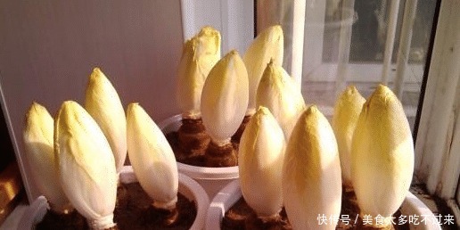 养花不如养这种“蔬菜”, 价值70元一斤, 家里养一盆, 好看更好!