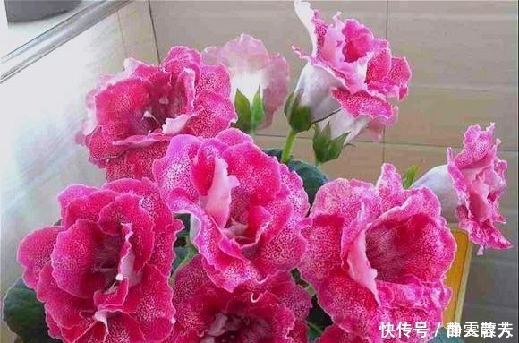 大岩桐花|一种四季开花的花，用叶子都能“插活”，漂亮又好养，不养可惜了！