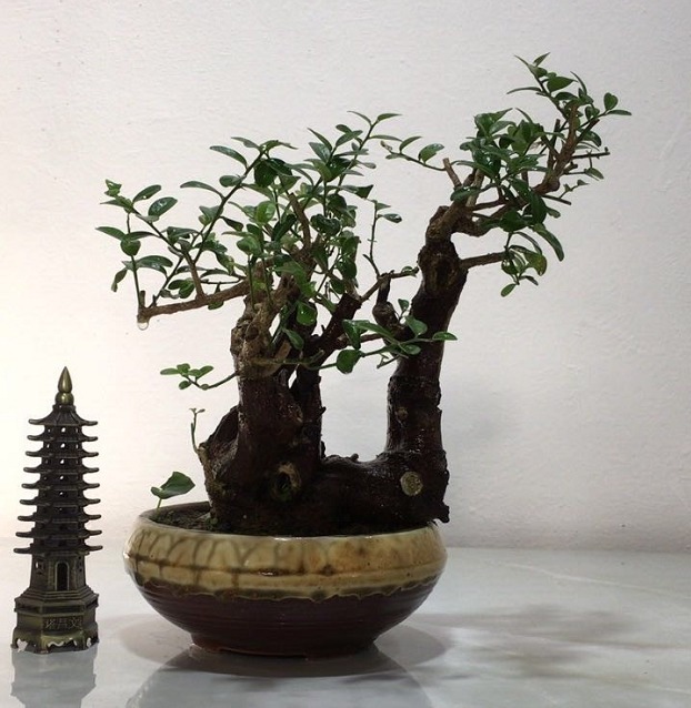 赏玩盆景彰显心灵深处的情怀，换个心情欣赏精美盆景，拍照上图