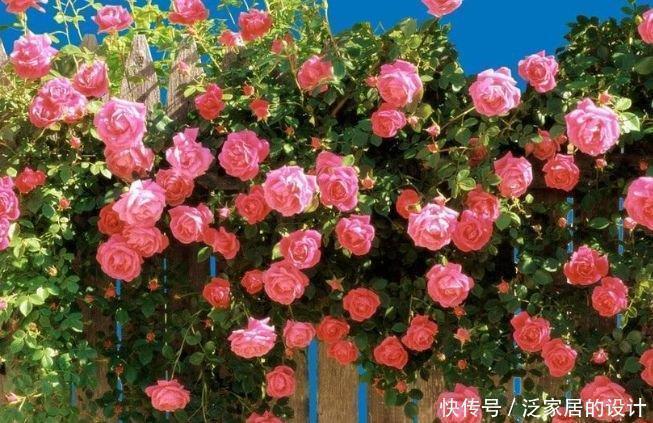 养护蔷薇小技巧,花虽然会凋谢,心中的最爱却永不凋零