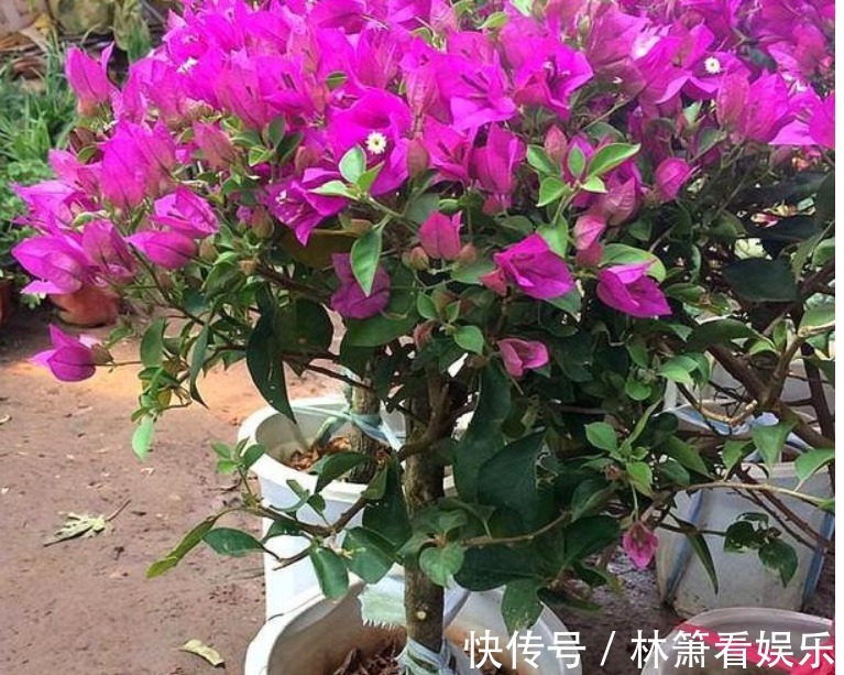 浇水|养三角梅,“一种垃圾”扔盆里,肥效顶半年,一年开“好几茬”