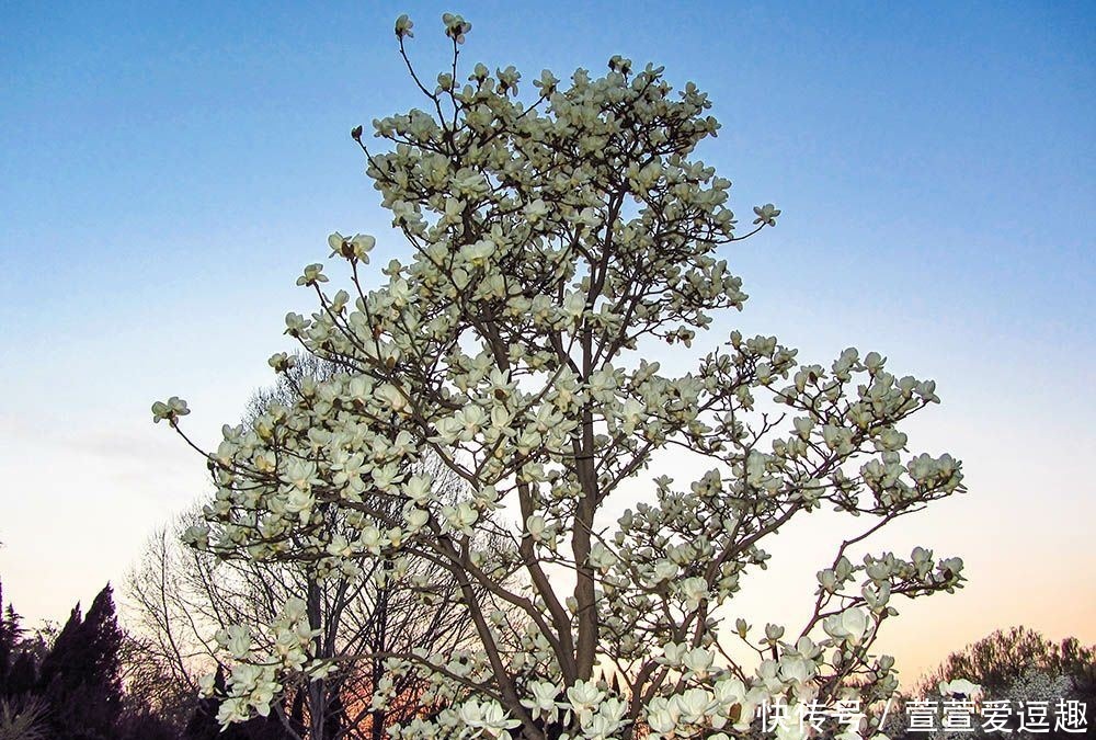 庭院种什么树最吉利,还好看?