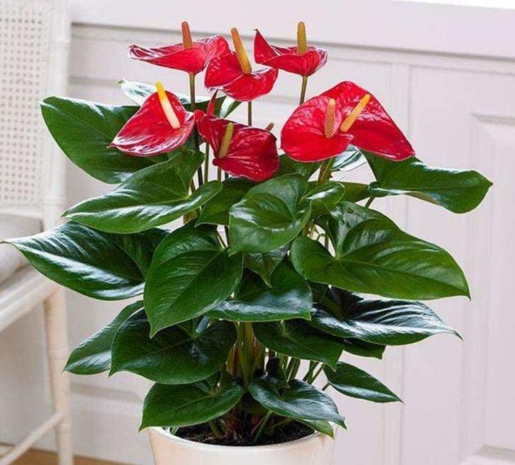 4种花很适合阳台养，花香四溢，花朵烂漫迷人，花开一茬接一茬！