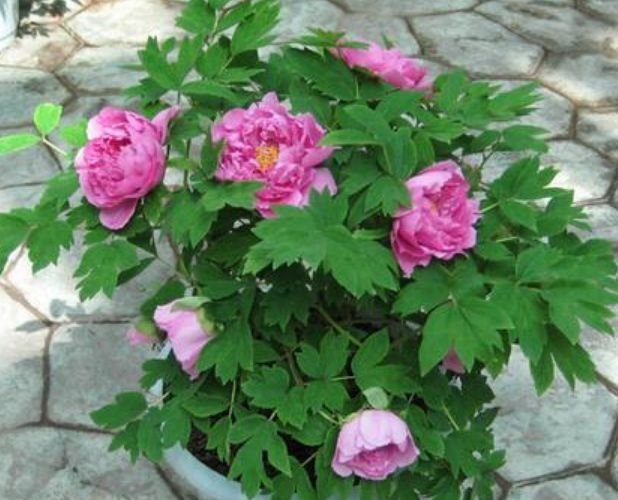 此款花草适合新手养殖,花大色艳,花香易打理,养在客厅美极了