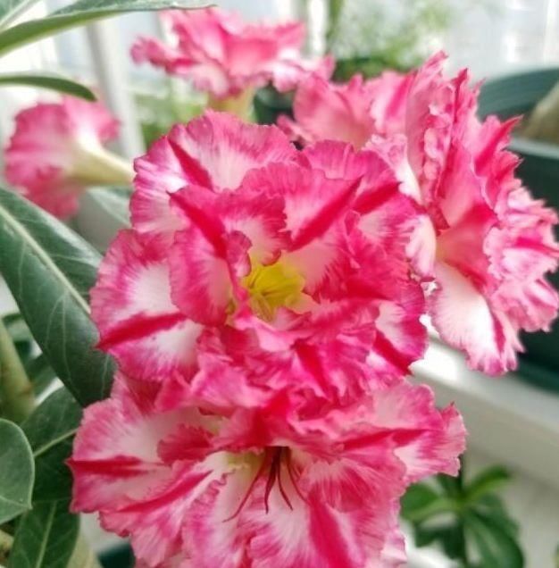 夏天家里养此款花,花期长花量大,花开香飘溢满屋,阳台变花园