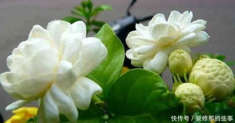 4种花,一养就爆盆,爆成大瀑布,比法国香水还香