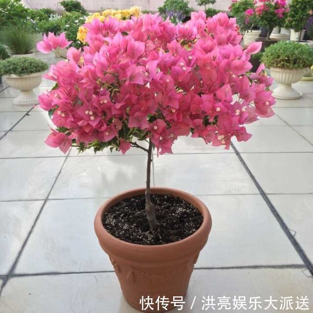 三角梅|养盆三角梅,简单一打理,花朵比叶子还密,一学就会!