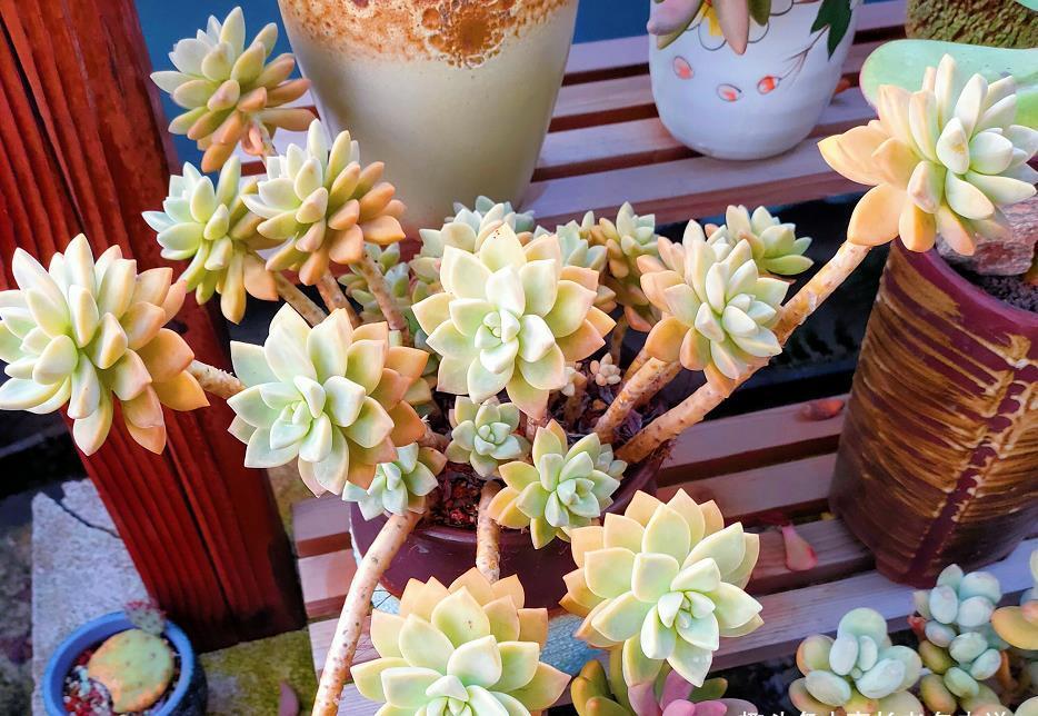 多肉悬崖桩|多肉悬崖桩栽种的时候不好固定？只需一根铁丝或铝丝即可轻松搞定