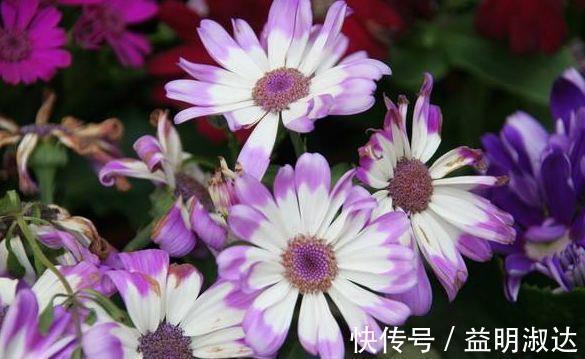 三角梅|4种花很好养，沾土就活，随便养养一样开花一簇簇