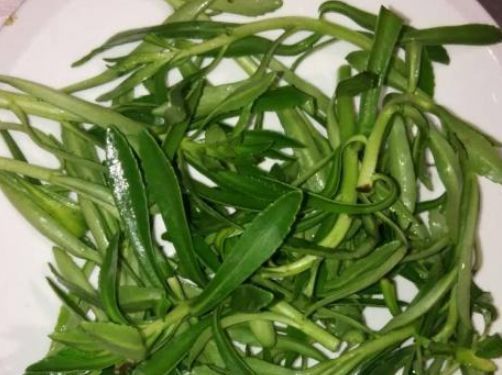 保健|农村种植的“还阳草”，嫩茎叶是保健蔬菜，药用价值高