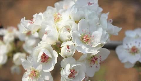 白色|4月赏花好时节来这里，参加一年一度的“梨花节”，看白色花海