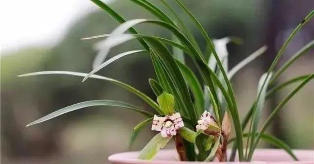 最适合家人养的四种花,健康长寿又养心!