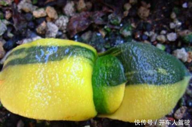 这些多肉植物,不需要防护措施也可以安全度夏,省心省力!