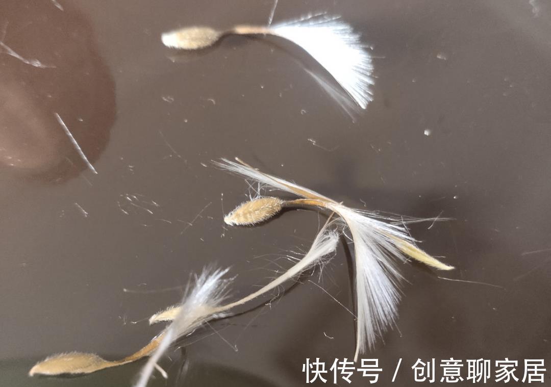 凤仙花|10种花开完不要剪,等20天之后,1盆变多盆