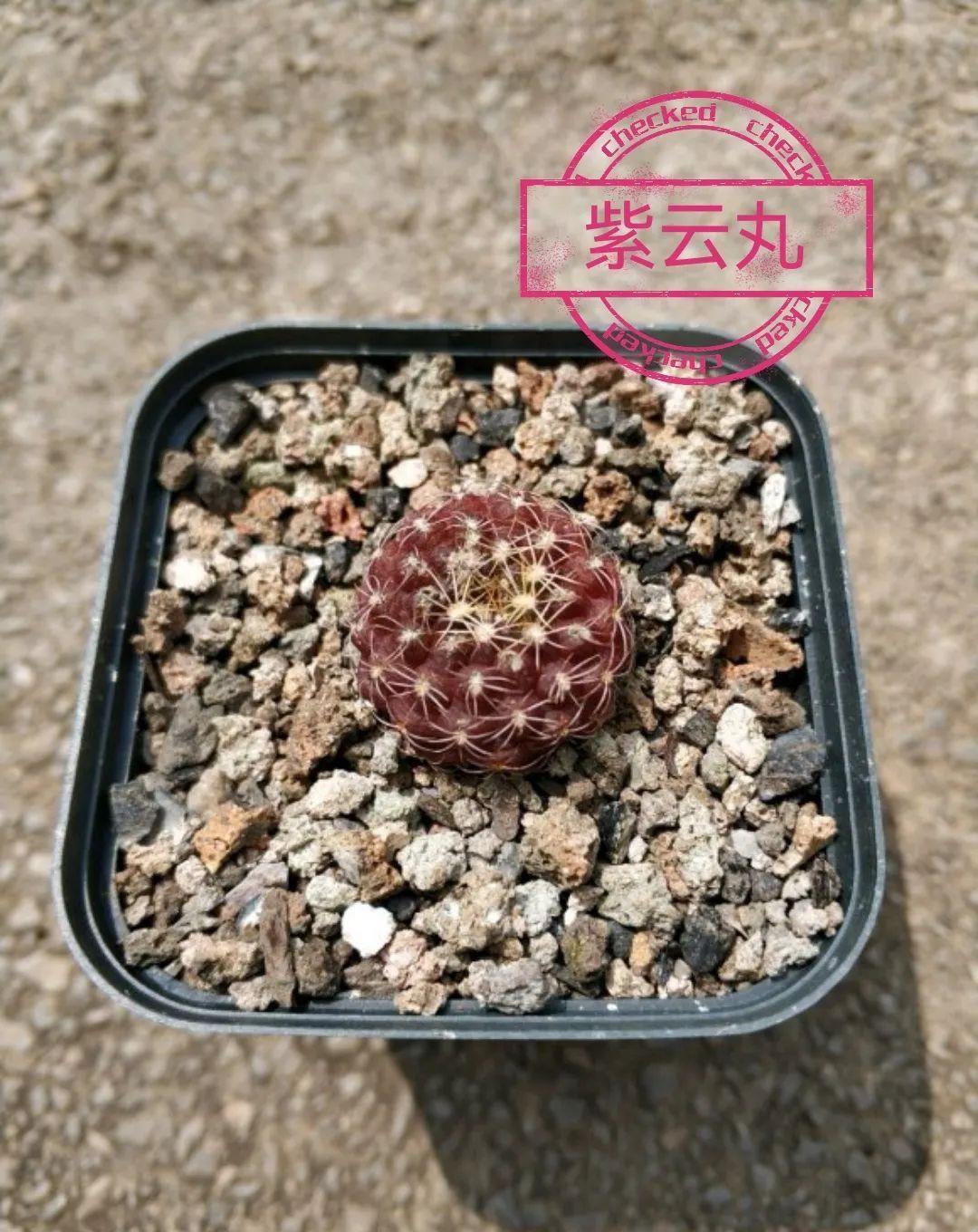 士童|误以为仙人掌很难开花,凑齐“4个条件”,开花一点不稀奇!