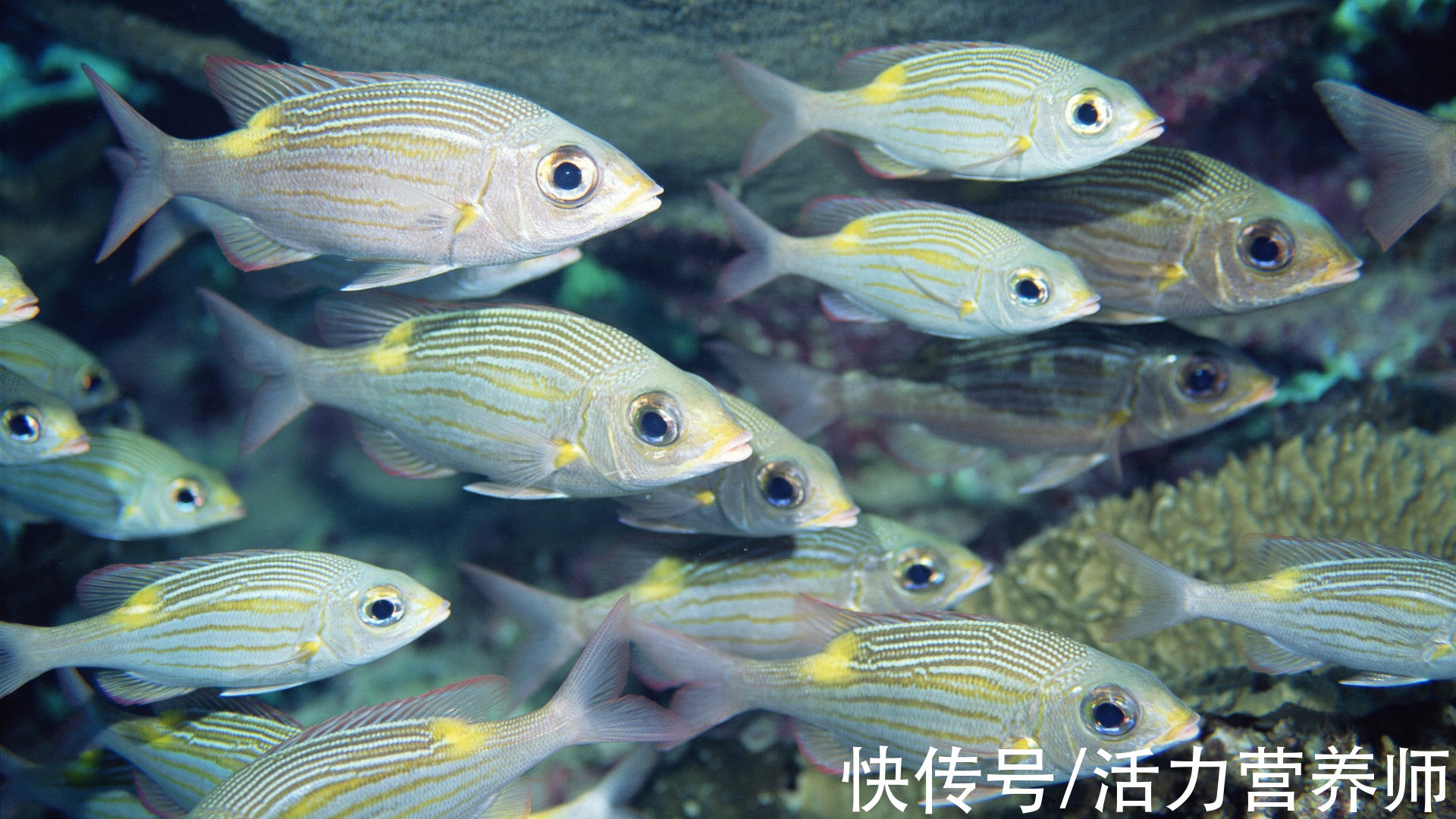 健康|为什么记性越来越差了？营养师：这4种有助大脑健康的食物要多吃