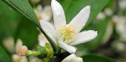 1类水果浑身都“宝”降糖,降脂,防血栓,止头痛,多吃益健康